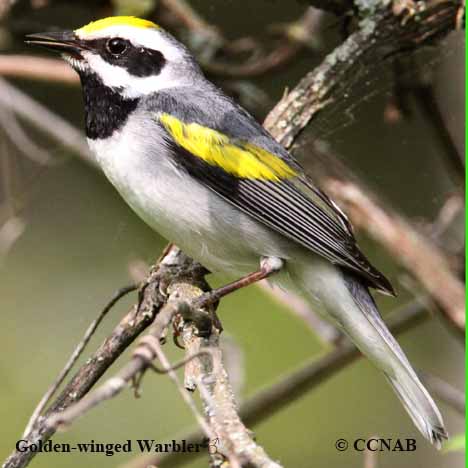 Birds of North America