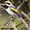 Golden-winged Warbler