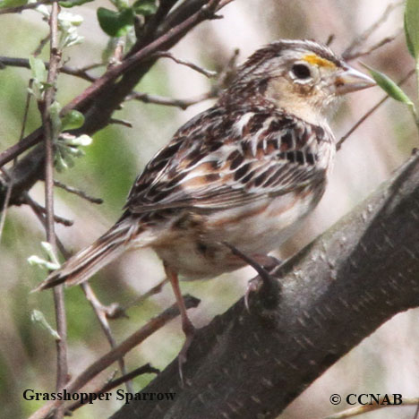 Grasshopper Sparrow