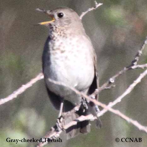 Gray-cheeked Thrush