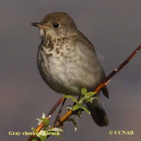 Birds of North America