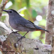 Catbird