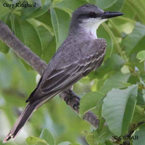 Gray Kingbird