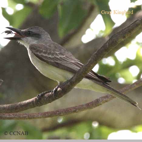 Gray Kingbird