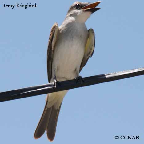 Gray Kingbird