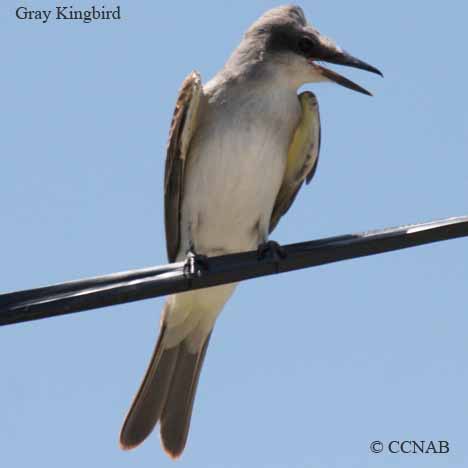 Gray Kingbird
