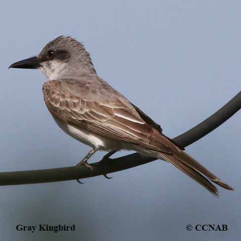 Birds of Cuba