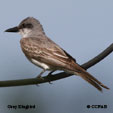 Gray Kingbird