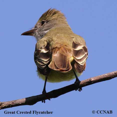 Great Crested Flycatcher