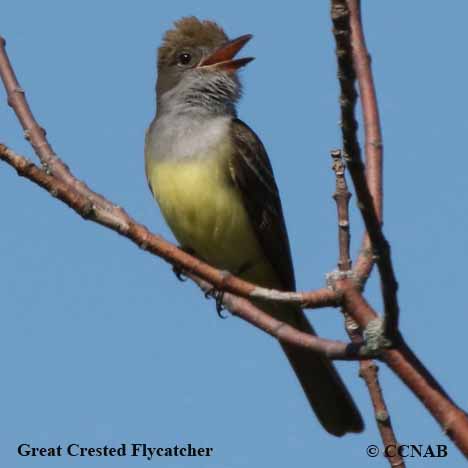 Great Crested Flycatcher