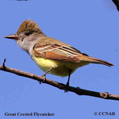 Great Crested Flycatcher