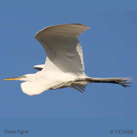 Great Egret