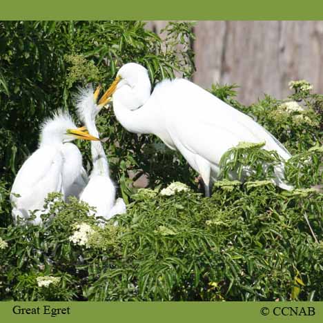 Great Egret