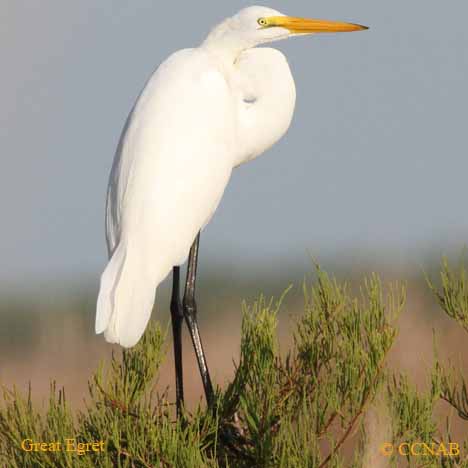 Great Egret