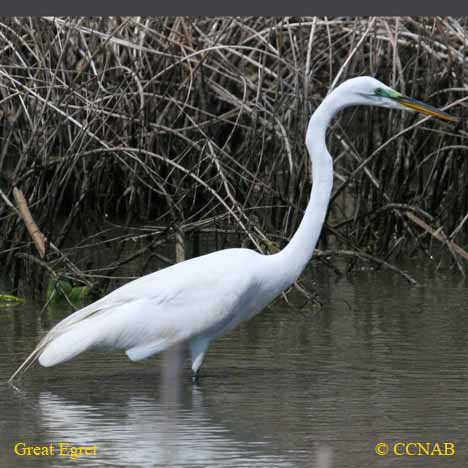 Birds of North America