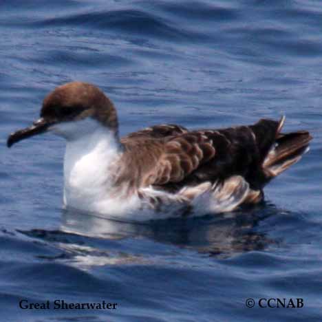 Shearwaters