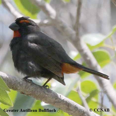 Birds of Cuba