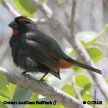 Greater Antillean Bullfinch