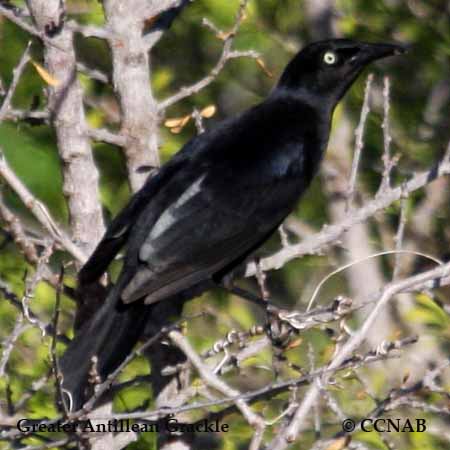 Greater Antillean Grackle