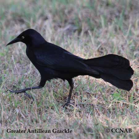 Greater Antillean Grackle