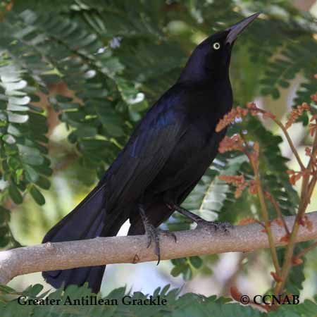 Birds of Cuba