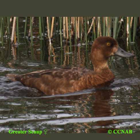 Greater Scaup