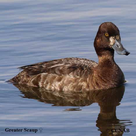 Greater Scaup