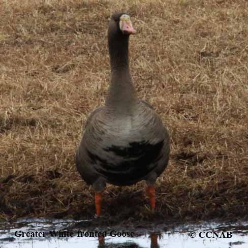 Greater White-fronted Goose