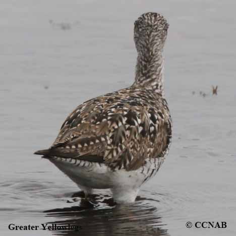 Greater Yellowlegs