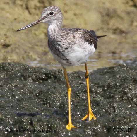 Greater Yellowlegs