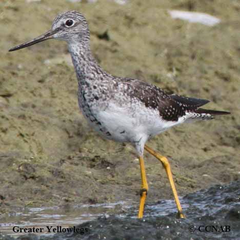 Greater Yellowlegs