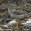 Greater Yellowlegs