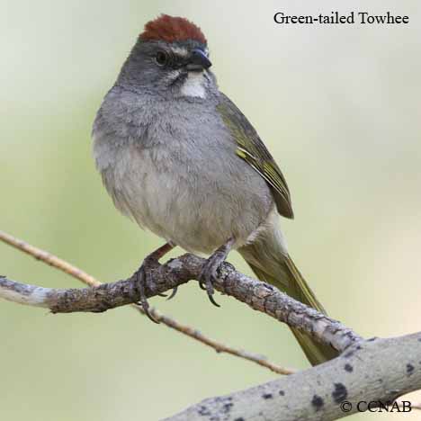 Green-tailed Towhee