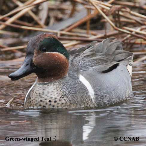 Birds of North America