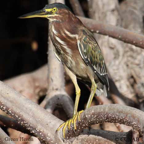 Green Heron