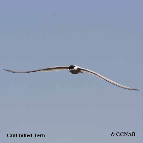 Gull-billed Tern