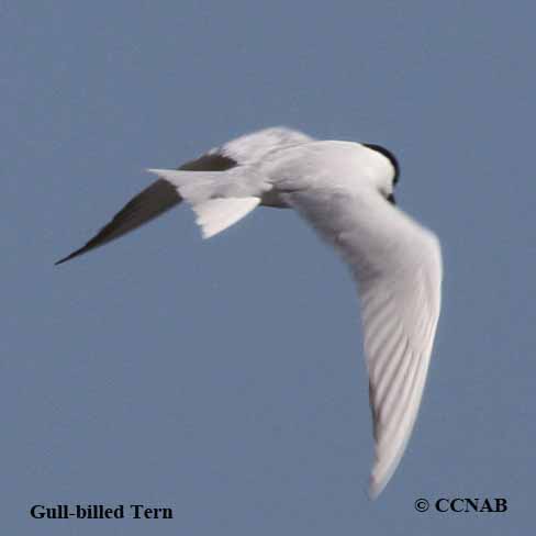 Gull-billed Tern