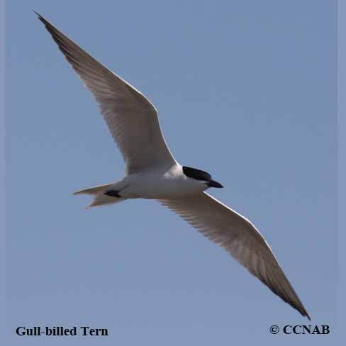Birds of Cuba