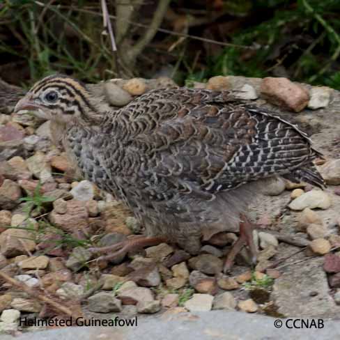 Helmeted Guineafowl