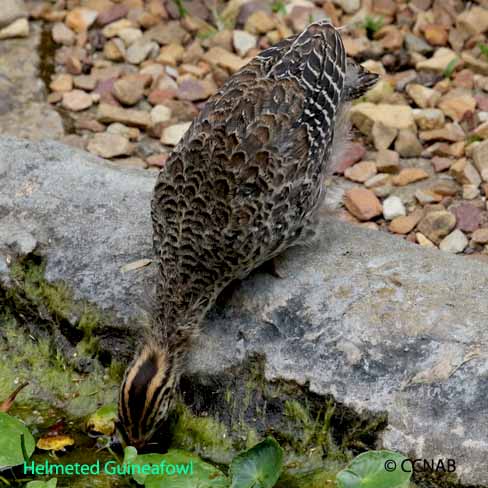 Helmeted Guineafowl