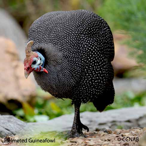 Helmeted Guineafowl