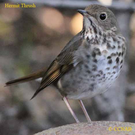 Hermit Thrush