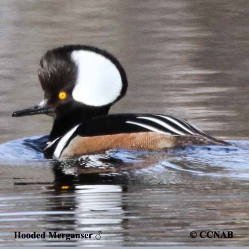 Birds of North America