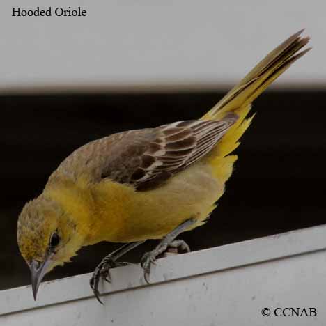 Hooded Oriole