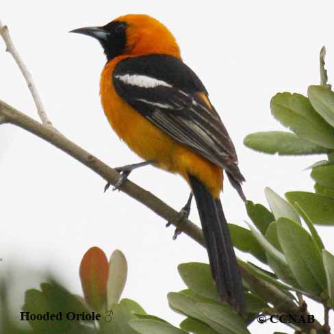 Birds of Cuba