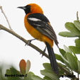 Hooded Oriole