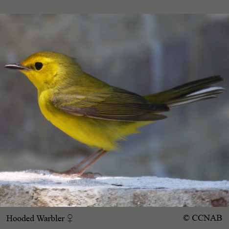 Hooded Warbler