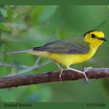 Hooded Warbler