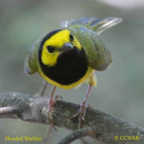 Hooded Warbler