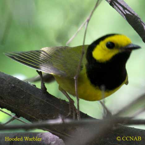 Hooded Warbler